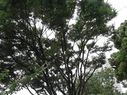 [PKPD-354] 新人デビュードキュメント 性格良すぎるGカップど素人介護士 白兎叶愛 - 1of5