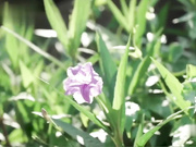 温芮欣.上了暗恋已久的青梅竹马.超意外的返乡行