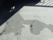 盗站最新流出题材类作品长焦距连拍3位美眉户外内急难耐找个没人的地方嘘嘘尿量很充足有个妹子真漂亮